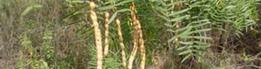 Noney mesquite beans